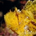 scorpionfish_leaf_db_h_0705_png2156.jpg
